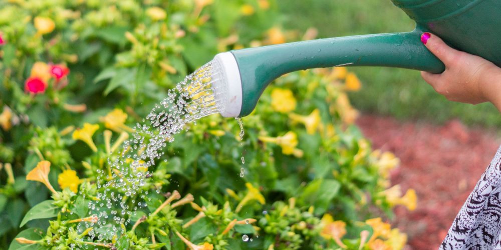 Utilisation rationnelle et durable de l'eau pour votre jardin